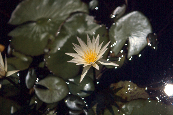 N flavo-virens Toluca Mex syn N gracilis in the wild